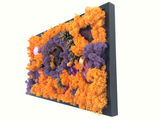 <transcy>Decorative lichens and dried flowers Canva</transcy>